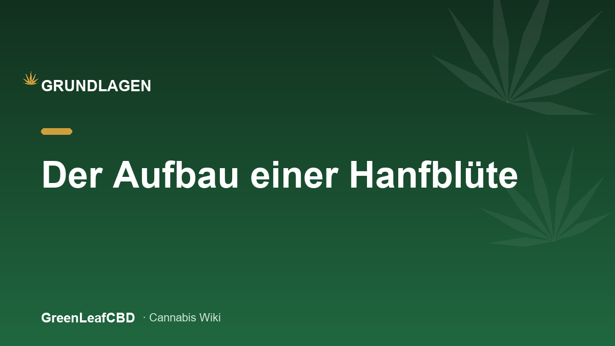 Aufbau einer Hanfbluete mit Bluetenkelchen, Trichomen und Stempeln im Detail