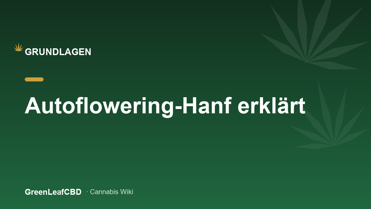 Autoflowering-Hanf: kompakte selbstbluehende Pflanze mit Ruderalis-Erbe