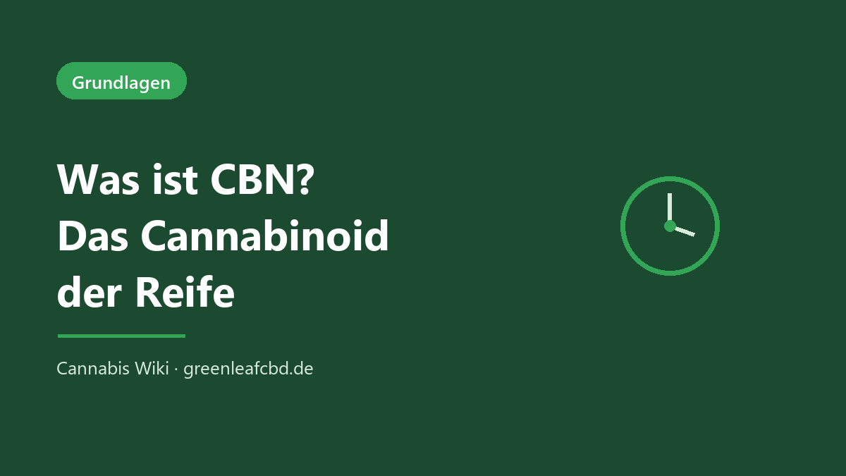 Was ist CBN? Das Cannabinoid Cannabinol entsteht durch die Alterung von THC