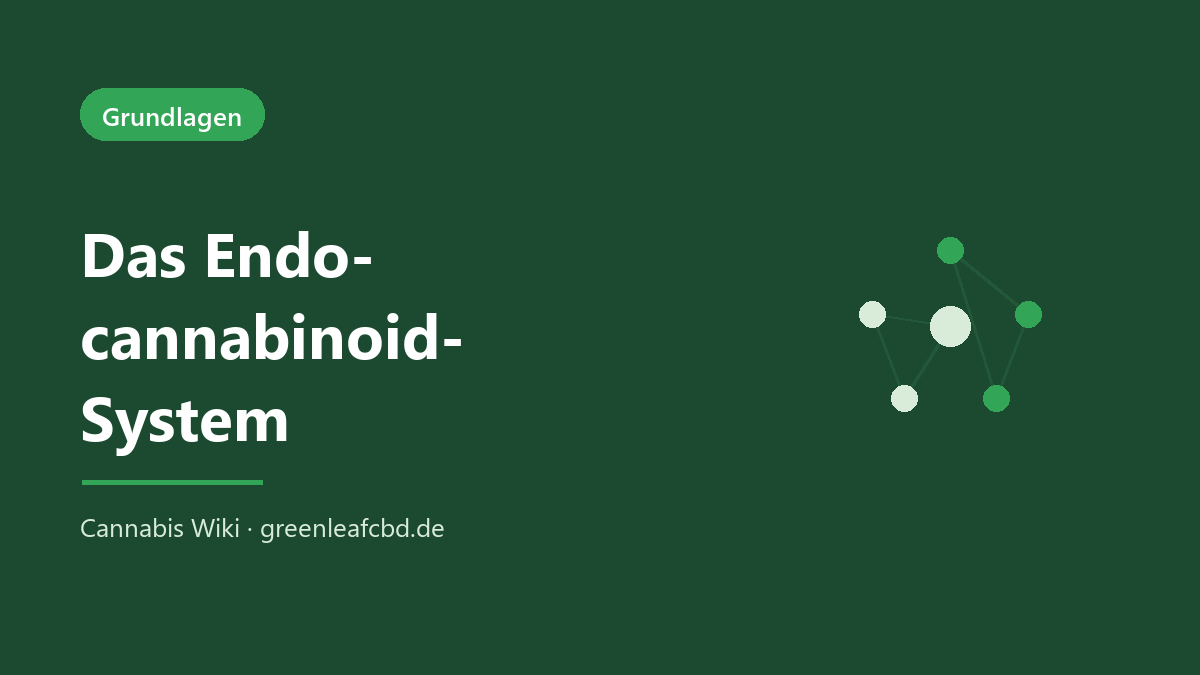 Das Endocannabinoid-System einfach erklärt: Rezeptoren, körpereigene Botenstoffe und Enzyme im Überblick