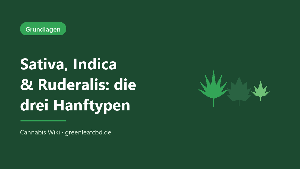 Sativa, Indica und Ruderalis – die drei Typen der Hanfpflanze