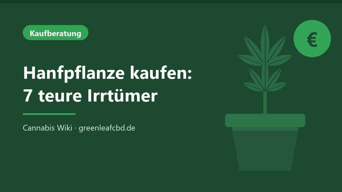 Titelbild: Hanfpflanze kaufen – 7 teure Irrtümer
