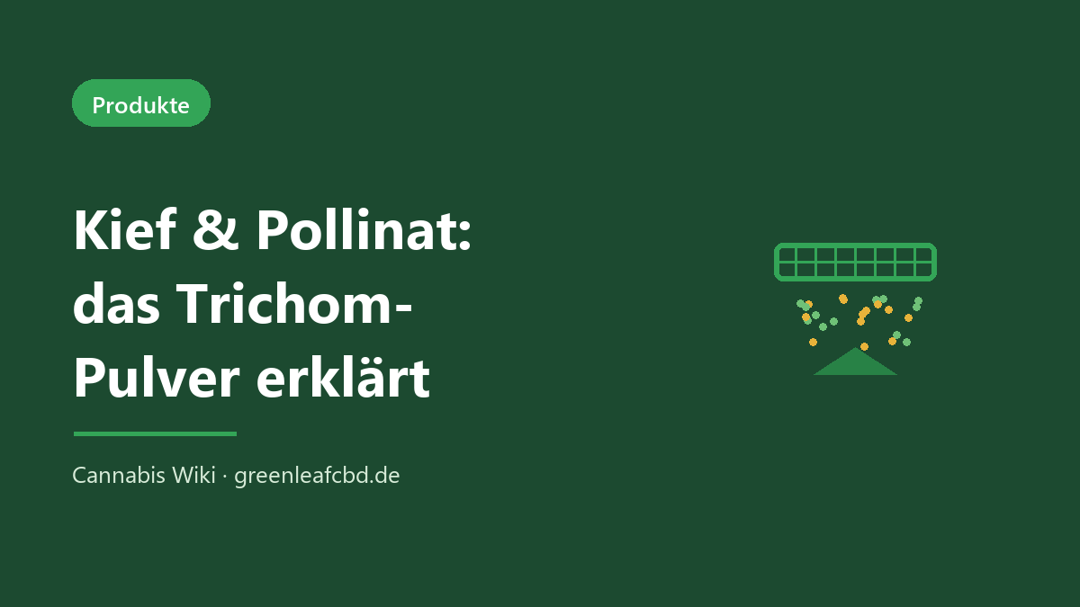 Kief und Pollinat – das Trichom-Pulver der Hanfblüte erklärt