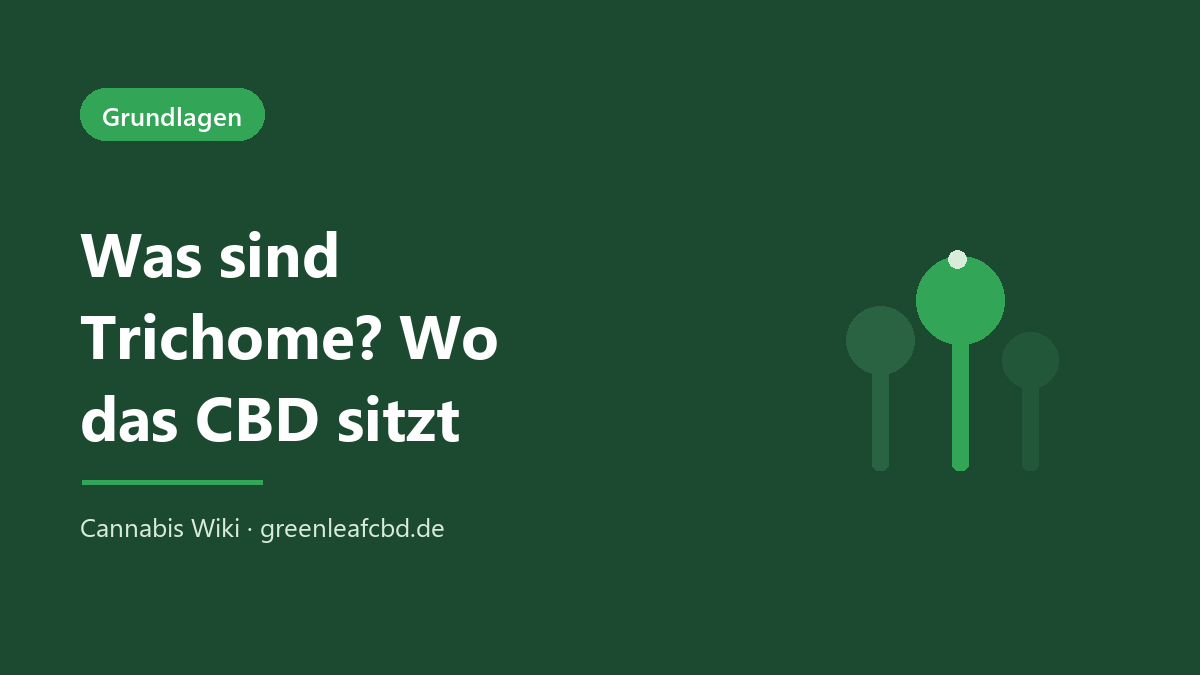 Was sind Trichome – wo das CBD in der Hanfblüte sitzt