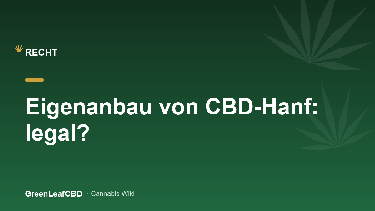 Eigenanbau von CBD-Hanf: junge Hanfpflanzen und die Frage nach der Rechtslage in Deutschland