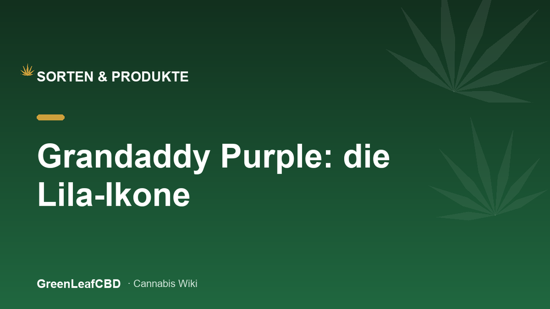 Grandaddy Purple: Kaliforniens Lila-Ikone - Titelbild
