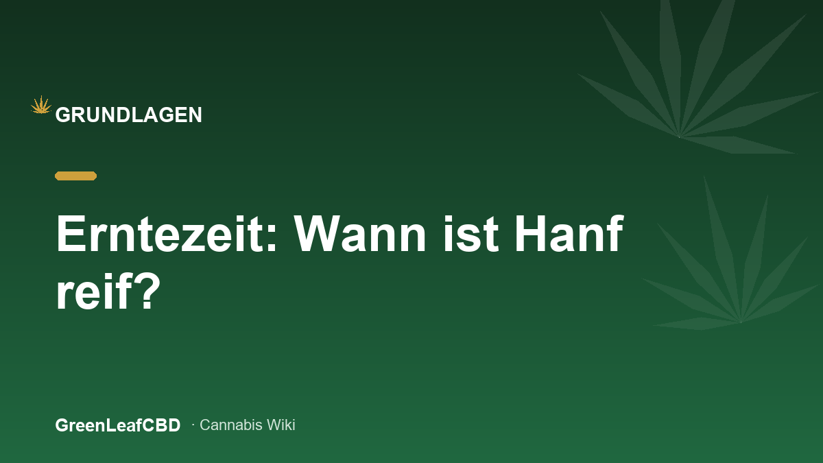 Erntezeit beim Hanf: reife Blueten mit milchigen Trichomen kurz vor dem Schnitt