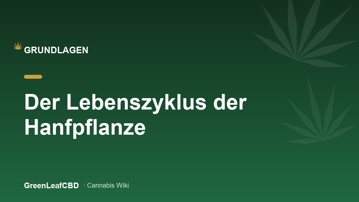 Lebenszyklus der Hanfpflanze von der Keimung ueber das Wachstum bis zur Ernte