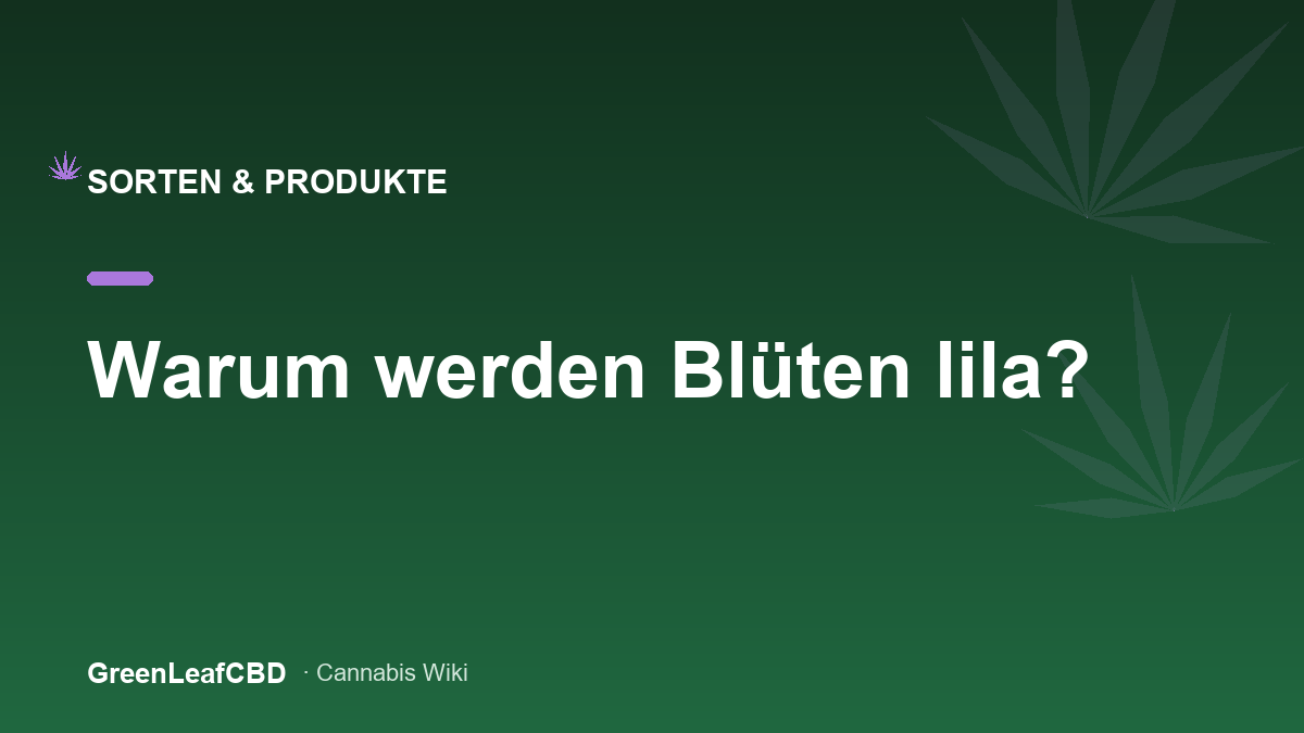 Lila gefaerbte CBD Blueten einer Purple-Sorte in Nahaufnahme