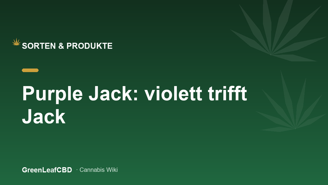 Purple Jack: violett trifft Jack Herer - Titelbild