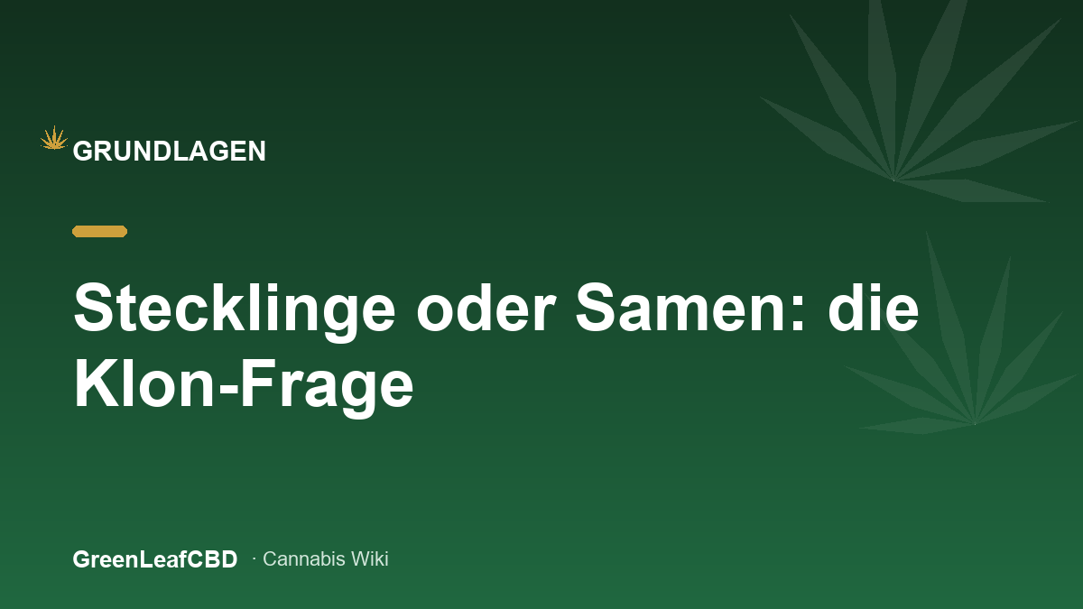 Stecklinge oder Samen: die Klon-Frage - Titelbild