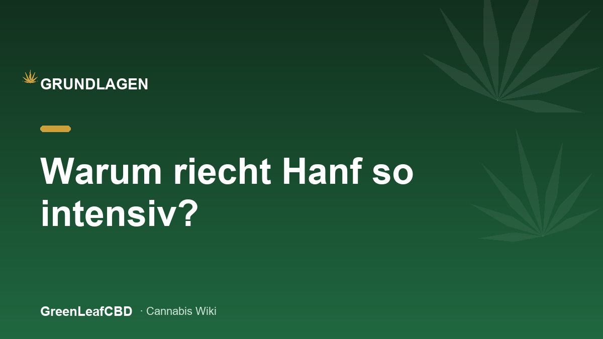 Warum riecht Hanf so intensiv: aromatische CBD Bluete mit sichtbarer Harzschicht in Nahaufnahme
